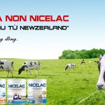 Hành trình sữa non Nicelac về với người tiêu dùng Việt